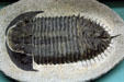 Trilobite of Lower Devonian era found in Morocco at Museum of Ancient Life. Lehi, UT