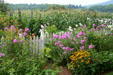 Garden at Ash Lawn-Highland. Charlotttesville, VA.