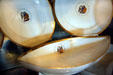 Paris Porcelain dishes probably from James Monroe's Presidential dinner service at Ash Lawn-Highland. Charlotttesville, VA.