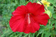 Hibiscus in garden at Oatlands. Leesburg, VA.