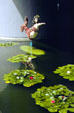 Lily pond with mermaid at Nauticus National Maritime Center. Norfolk, VA.