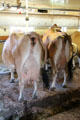 Dairy cows at Billings Farm & Museum. Woodstock, VT.