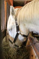 Horse at Billings Farm & Museum. Woodstock, VT.