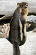 Golden-mantled Ground Squirrel at Yellowstone National Park. WY