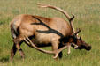 Elk scratching let with antlers at Yellowstone National Park. WY