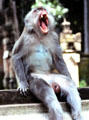 Monkey at Balinese temple. Bali, Indonesia.