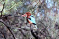 Dorsal view of White-Breasted Kingfisher <i>Halcyon smyrnensis</i>)at Bharatpur. India